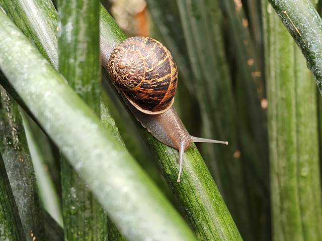 Free Snail Macro Photography photo and picture