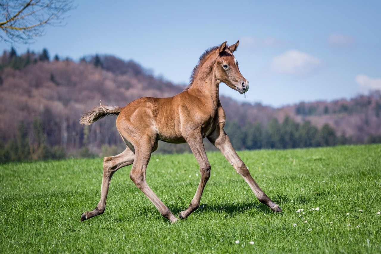 Horse - free online jigsaw puzzle photo