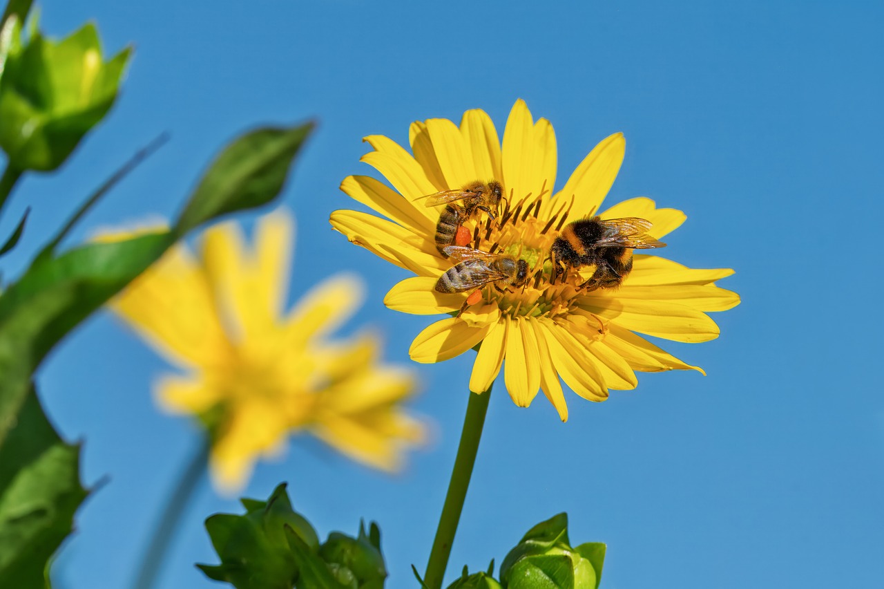 Download free HD stock image of Bumblebee Bee Free Bumblebee Bee photo and picture