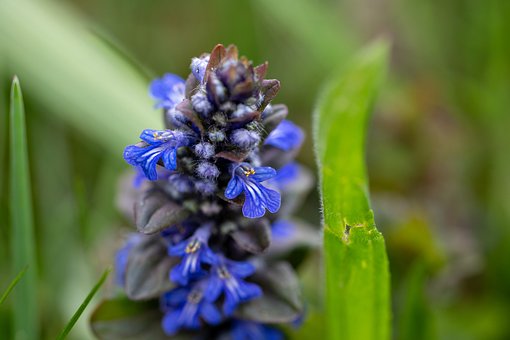 Free Flower Macro photo and picture