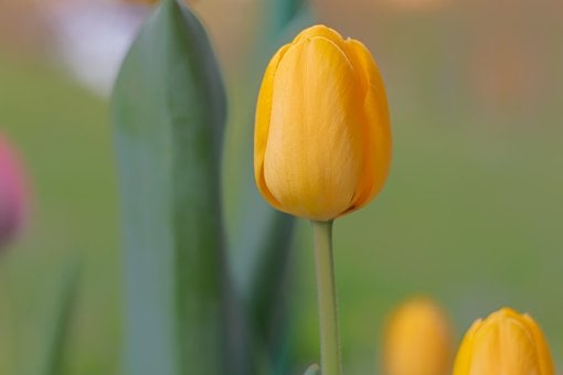 Gele Tulp, Tuin, Natuur, Flora, Lente