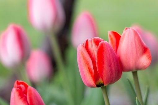 Tulp, Lente, Tuin, Rood, Bloem, Natuur