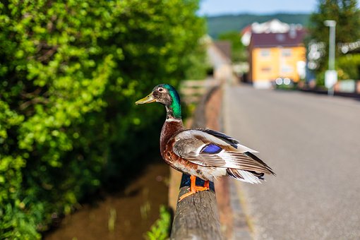 Free Duck Railing photo and picture