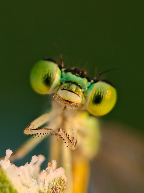 Dragonfly Macro Photography Eyes - Free photo on Pixabay