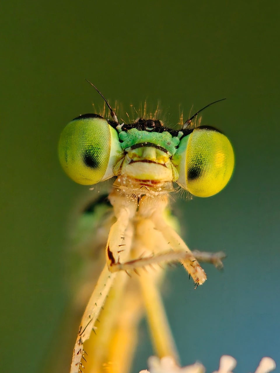 Dragonfly Macro Photography Insect - Free photo on Pixabay