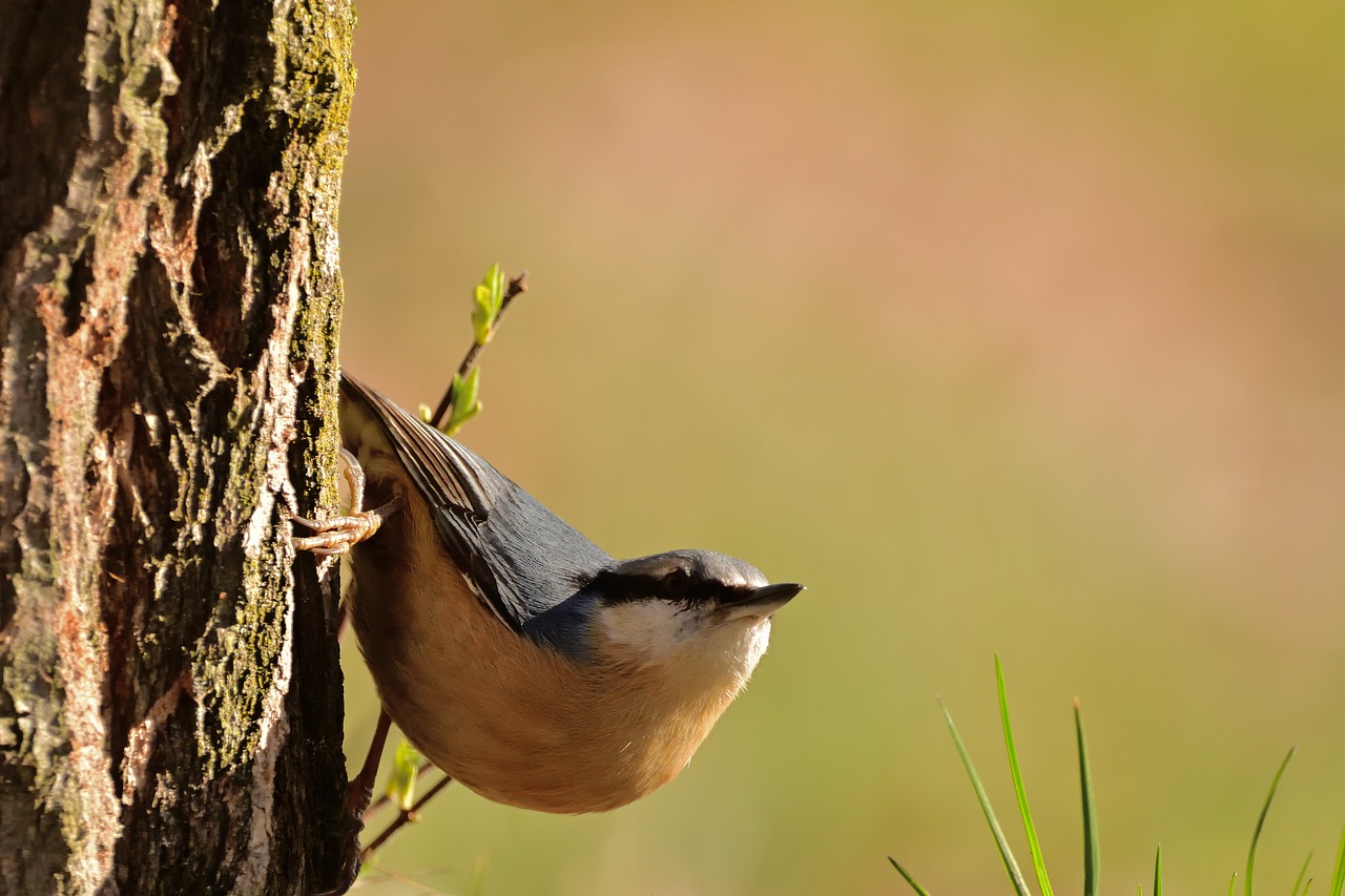 Bird - free online jigsaw puzzle photo