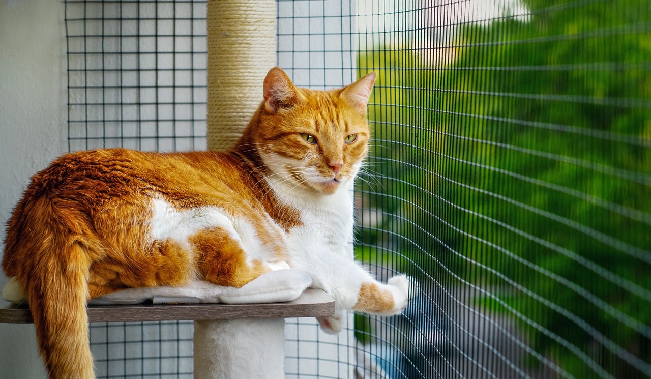 Kedi Filesi