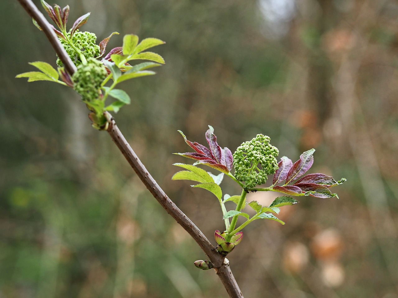 Blossom Bloom Spring - Free photo on Pixabay
