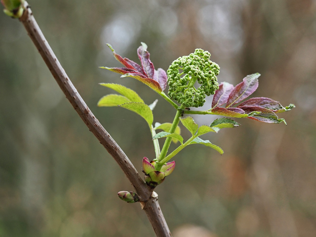 Blossom Bloom Spring - Free photo on Pixabay