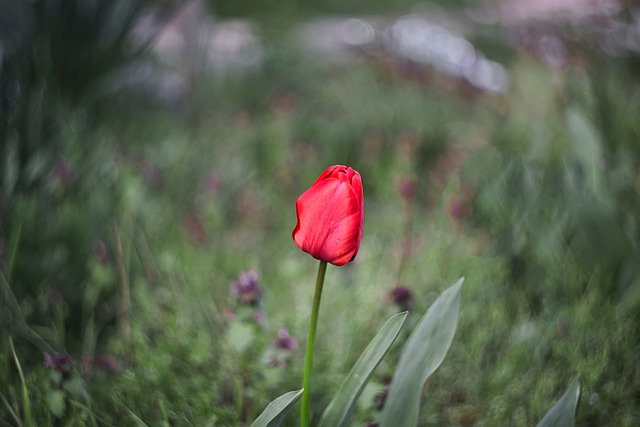 Tulipa, Vermelho, Flor, Primavera