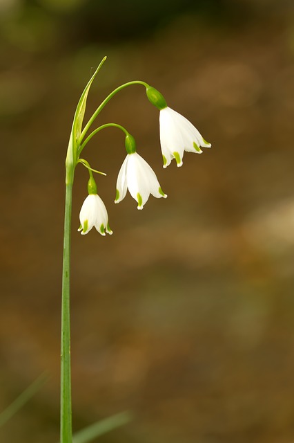 Leto, Narcis, Kvet, Príroda, Zelený