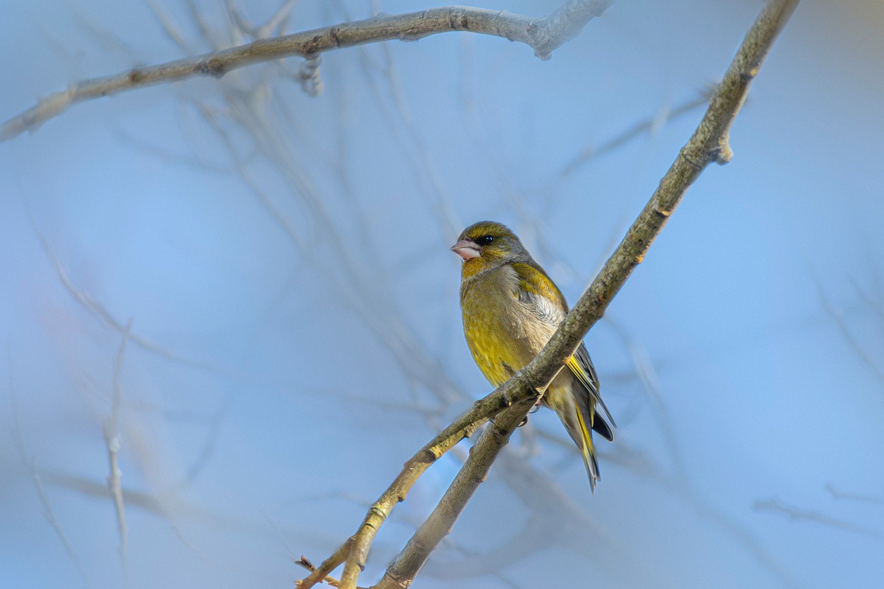 Behavior Hd Plumage Behavior Birdwatching - Free photo on Pixabay