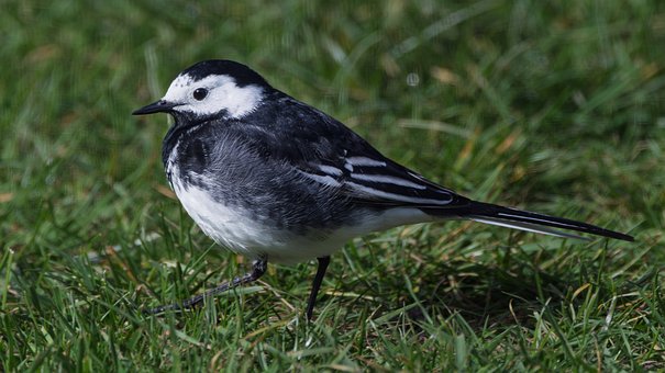 Free Bird Pied Wagtail photo and picture