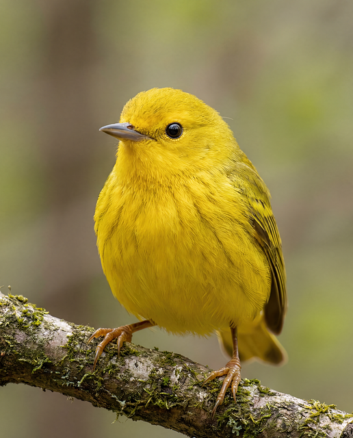 Warbler, Naturaleza, Pájaro