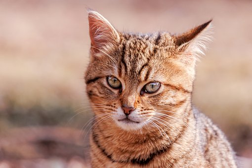 Katze, Kätzchen, Natur, Fell, Haustier