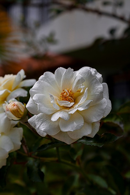 Rosa Blanca, Flor, Naturaleza, Floración
