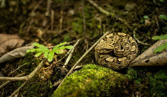 Jararaca, Natuur, Slang, Reptiel, Dier