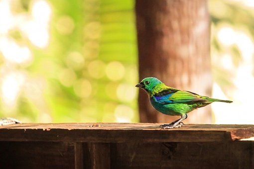 Vogel, Natuur, Vogels, Vogelstand