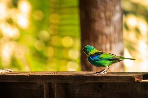Vogel, Natuur, Vogels, Vogelstand