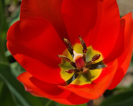 Free Flower Red photo and picture