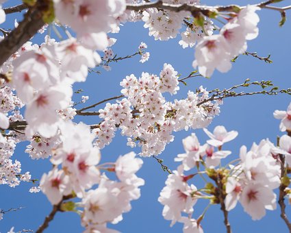 Free Cherry Blossoms Spring Flowers photo and picture
