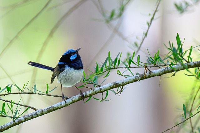 Free Superb Fairywren Bird photo and picture