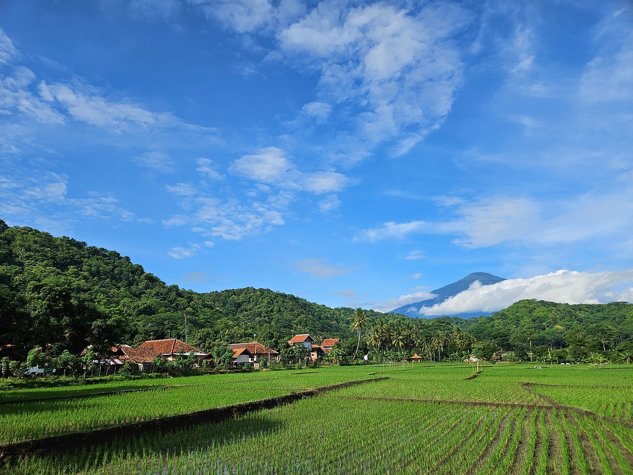 Village Rural Rice Field - Free photo on Pixabay