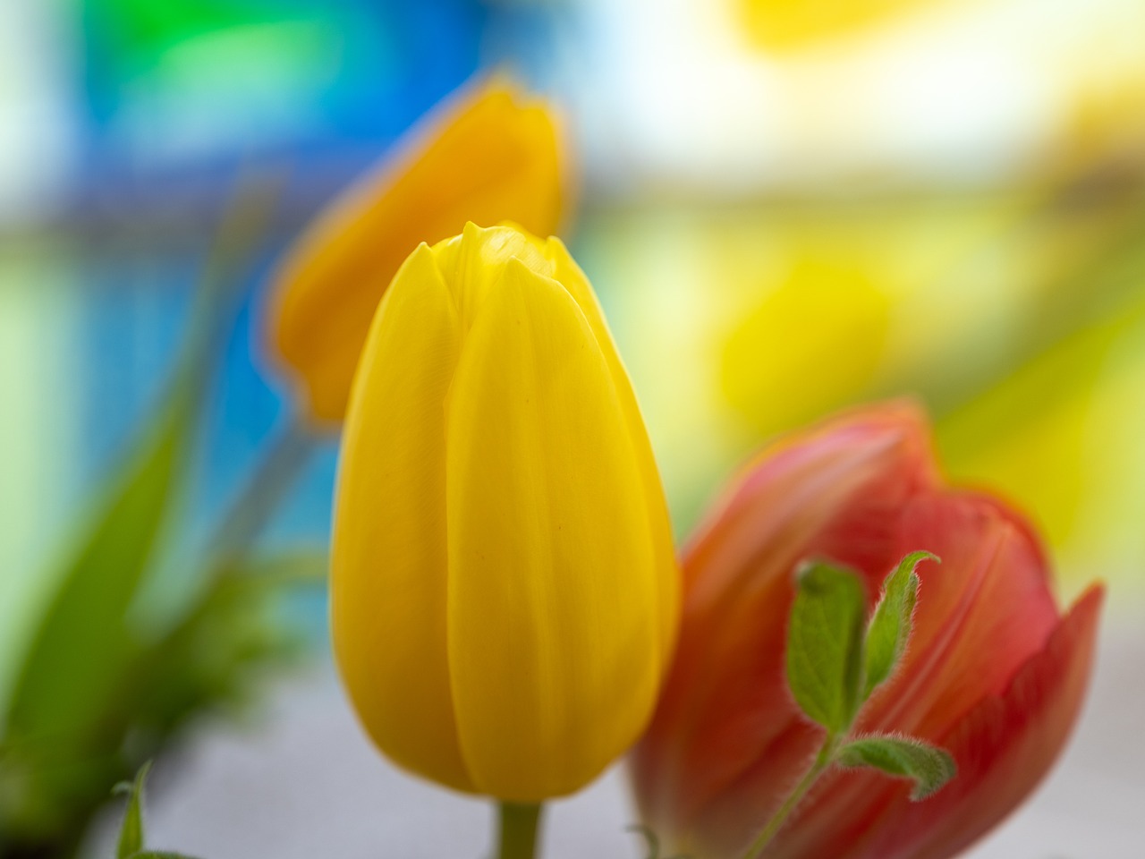 Tulips - free online jigsaw puzzle photo