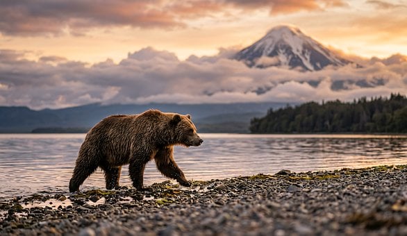 Free Bear Brown Bear photo and picture