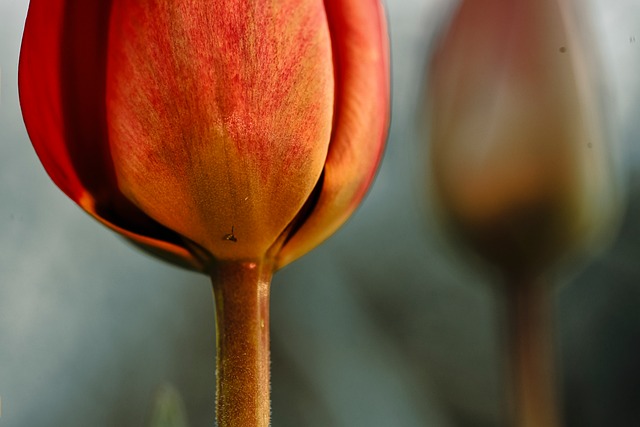 Tulipa, Flor, Natureza, Macro