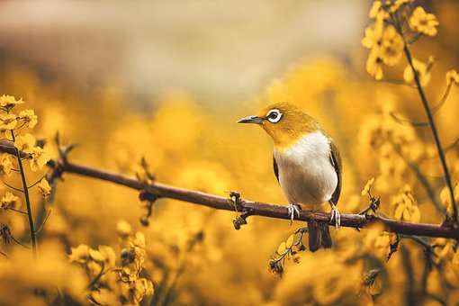 Free Bird Yellow photo and picture