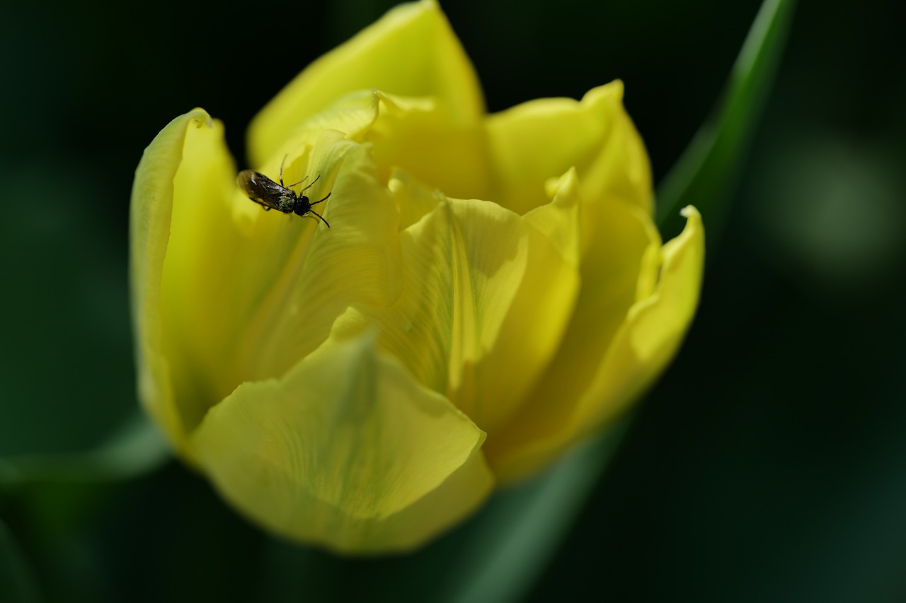 Tulip Yellow Insect - Free photo on Pixabay