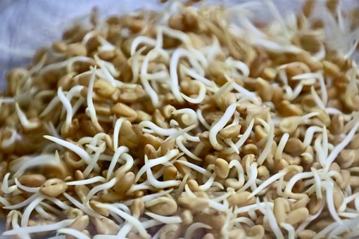 Sprossen, Microgreen, Frisch, Keimung