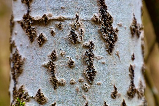 Rinde, Baum, Natur, Wald, Holz, Textur