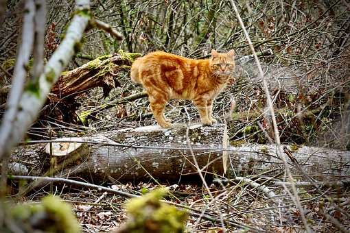 Katze, Wald, Orangenes Fell, Wildtiere