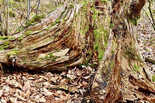 Stamm, Natur, Wald, Rinde, Herbst