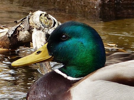 Stockente, Vogel, Wasservogel, Grün