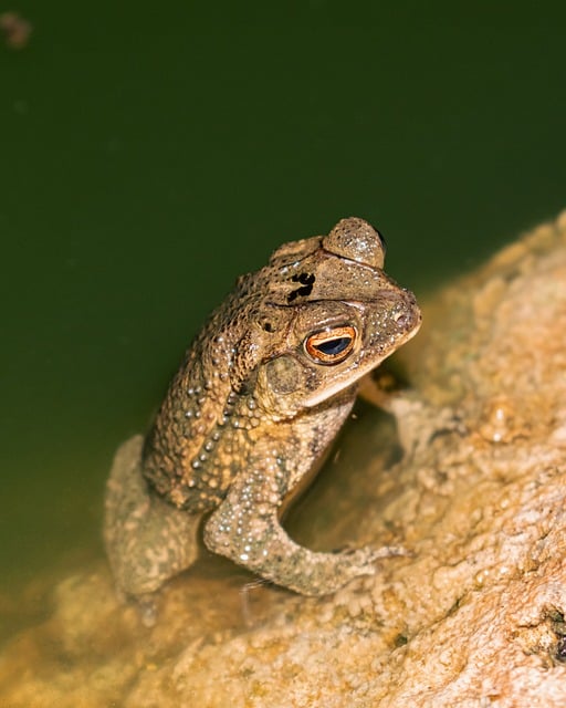 Free Toad Nature photo and picture