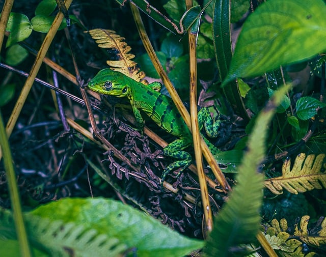Free Lizard Green photo and picture