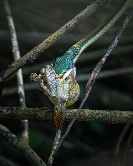 Free Snake Frog photo and picture
