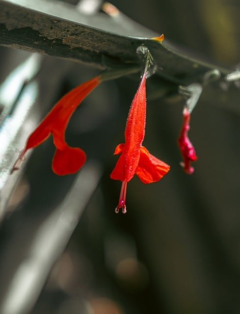 Free Flower Red photo and picture