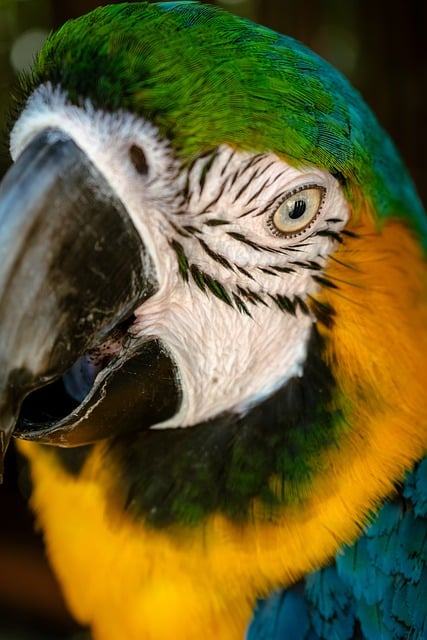 Free Bird Nature photo and picture