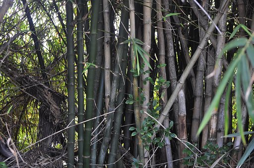 Free Bamboo Nature photo and picture