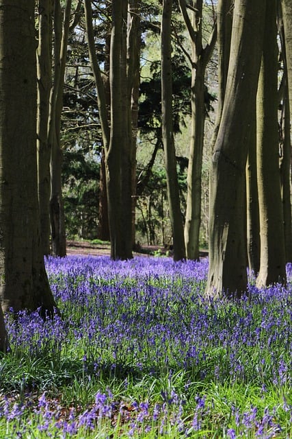 Bosque De Campanillas, Campanillas
