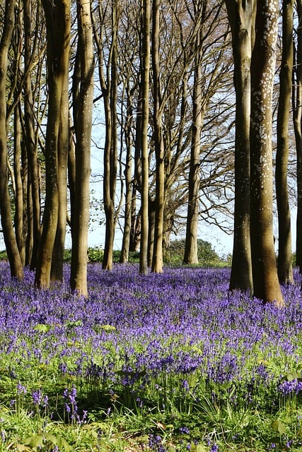 Bosque De Campanillas, Campanillas