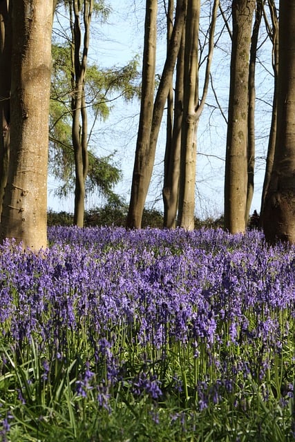 Bosque De Campanillas, Campanillas