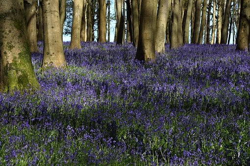 Bosque De Campanillas, Campanillas