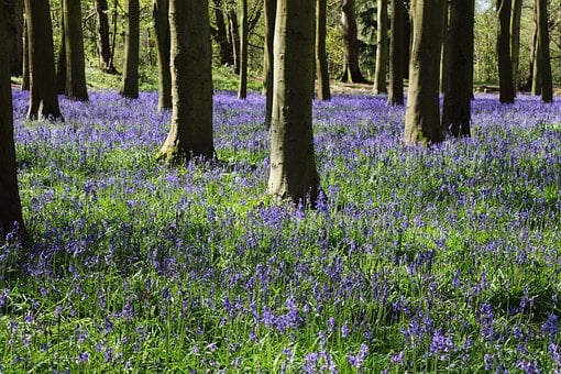 Bosque De Campanillas, Campanillas