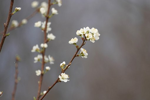 Free Plum Blossom Nature photo and picture