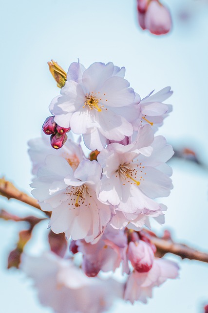 Free Flower Cherry Blossom photo and picture